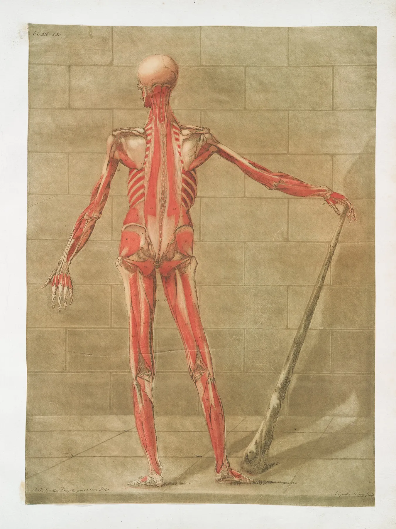 Cette Planche Represente La Troisieme Couche Des Muscles Wall Art by Arnauld Gautier d'Agoty - High-Resolution Digital Print