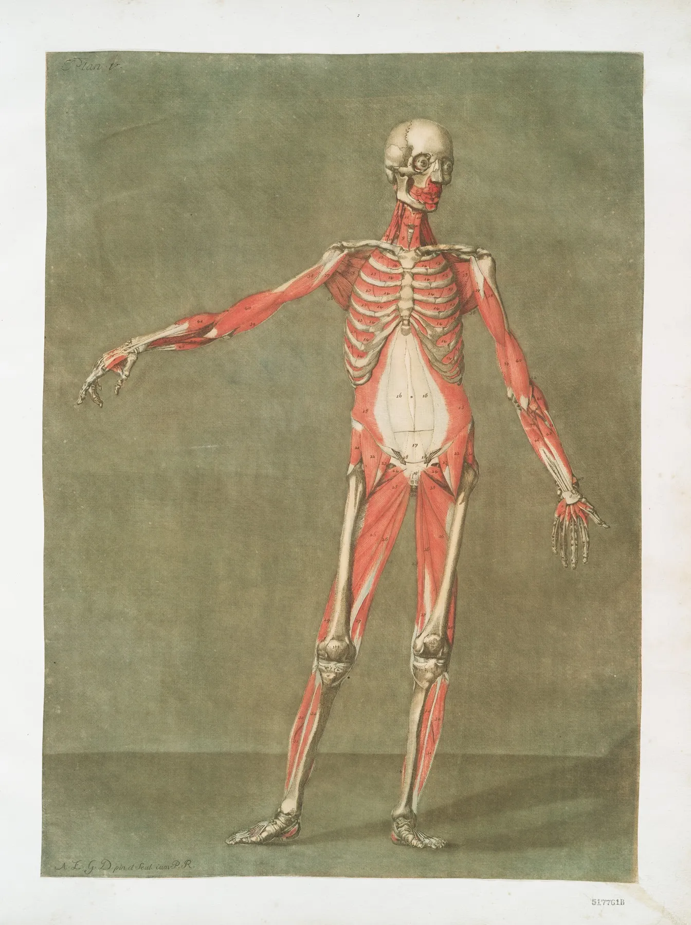Cette Planche Represente Les Muscles Qui Paroissent Wall Art by Arnauld Gautier d'Agoty - High-Resolution Digital Print