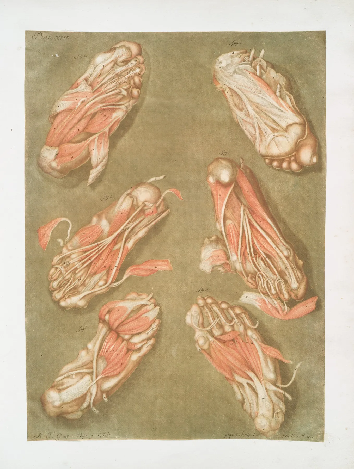 Cette Planche Represente Les Muscles Situes A La Plante Du Pied Wall Art by Arnauld Gautier d'Agoty - High-Resolution Digital Print