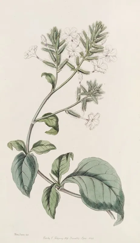 Ceylon Leadwort Wall Art by Sydenham Edwards - High-Resolution Digital Print