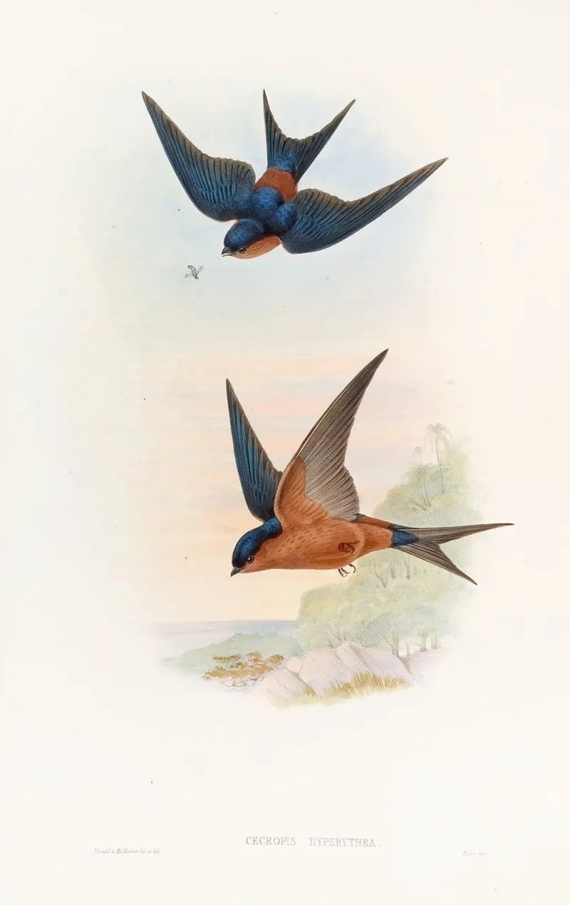 Ceylonese Mosque Swallow Wall Art by John Gould - High-Resolution Digital Print