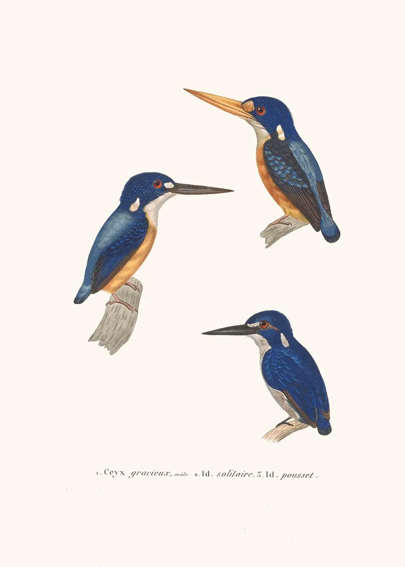 Ceyx Gracieux Wall Art by Coenraad Jacob Temminck - High-Resolution Digital Print