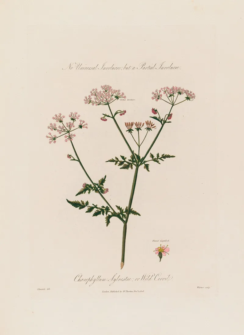 Chaerophyllum Sylvestre Or Wild Cervil Wall Art by Robert John Thornton - High-Resolution Digital Print