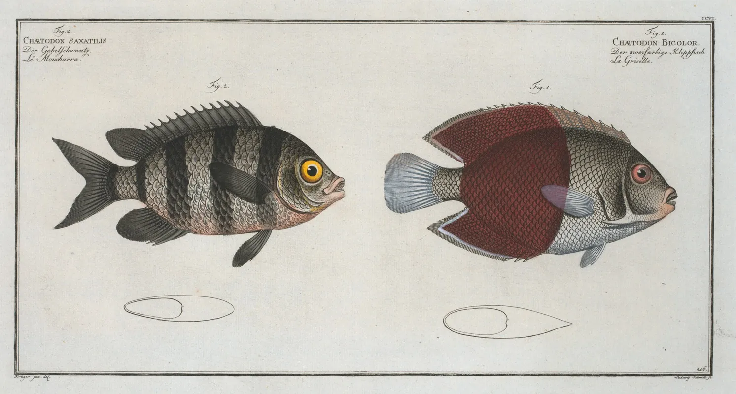 Chaetodon Bicolor 2 Chaetodon Saxatilis Wall Art by Marcus Elieser Bloch - High-Resolution Digital Print