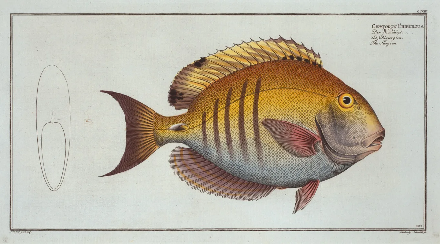 Chaetodon Chirurgus The Surgeon Wall Art by Marcus Elieser Bloch - High-Resolution Digital Print