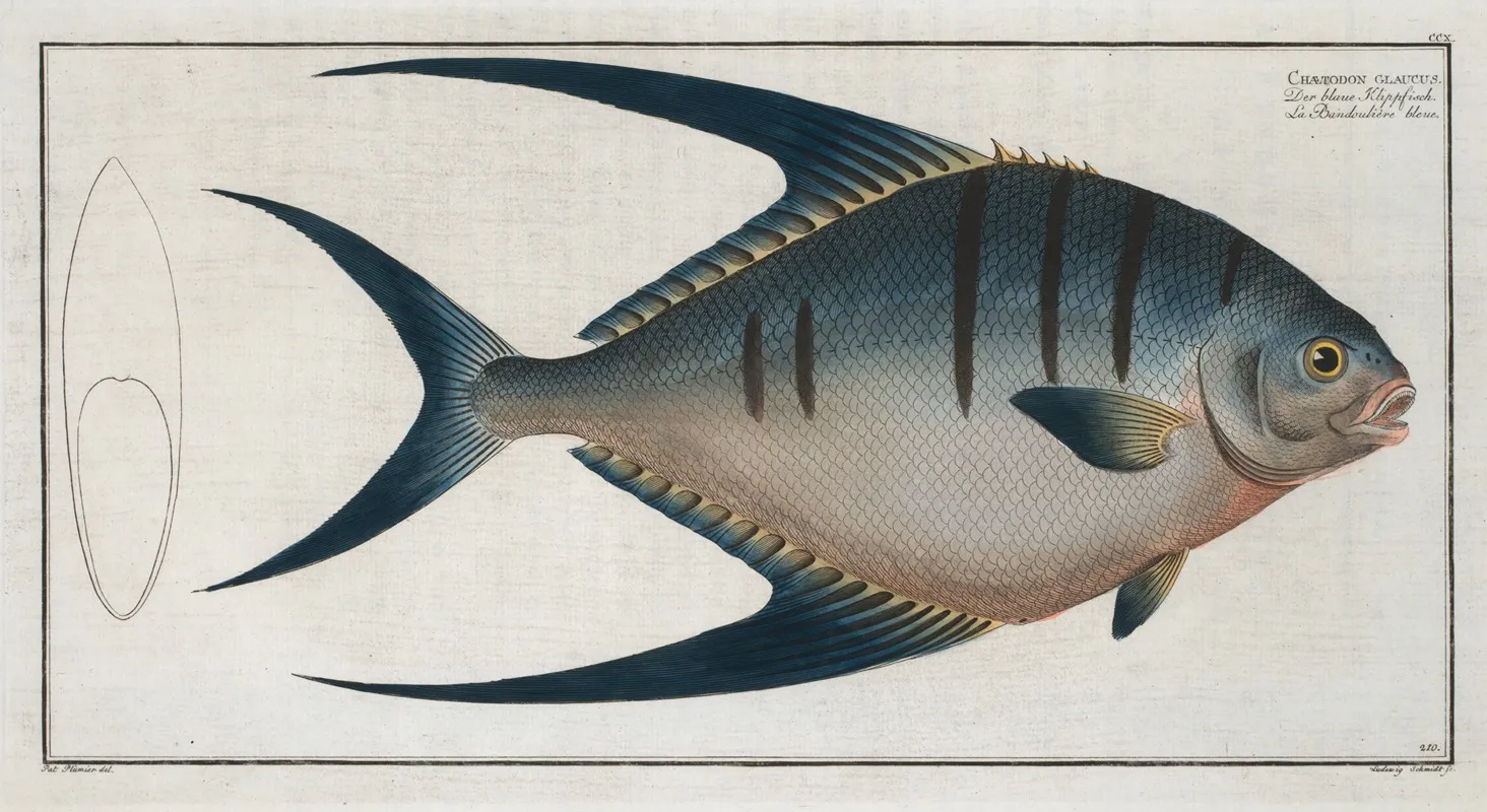 Chaetodon Glaucus Wall Art by Marcus Elieser Bloch - High-Resolution Digital Print