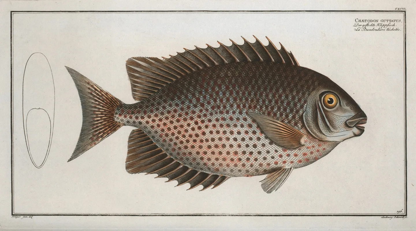 Chaetodon Guttatus Wall Art by Marcus Elieser Bloch - High-Resolution Digital Print