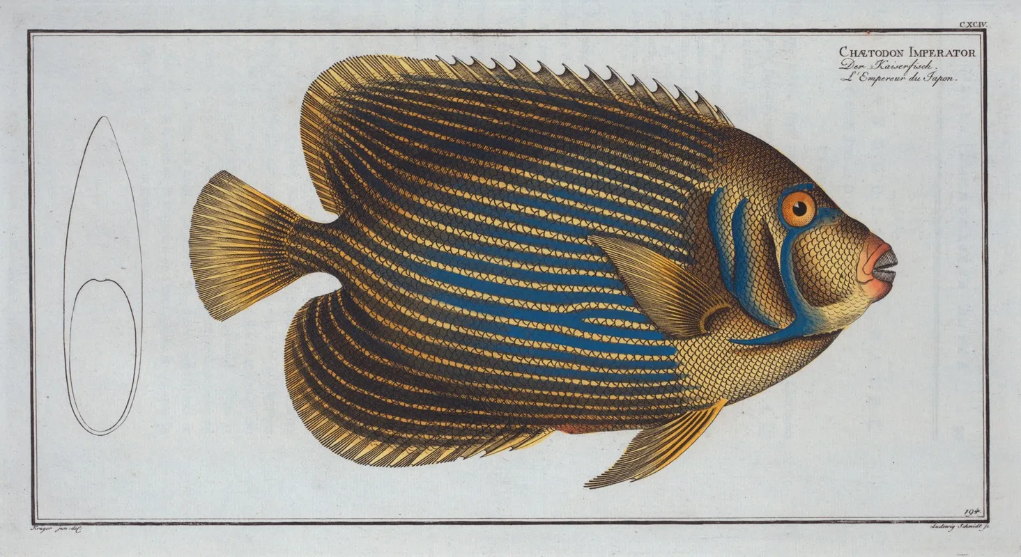 Chaetodon Imperator Wall Art by Marcus Elieser Bloch - High-Resolution Digital Print