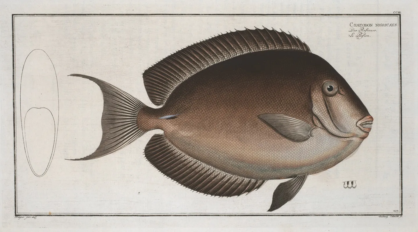 Chaetodon Nigricans Wall Art by Marcus Elieser Bloch - High-Resolution Digital Print