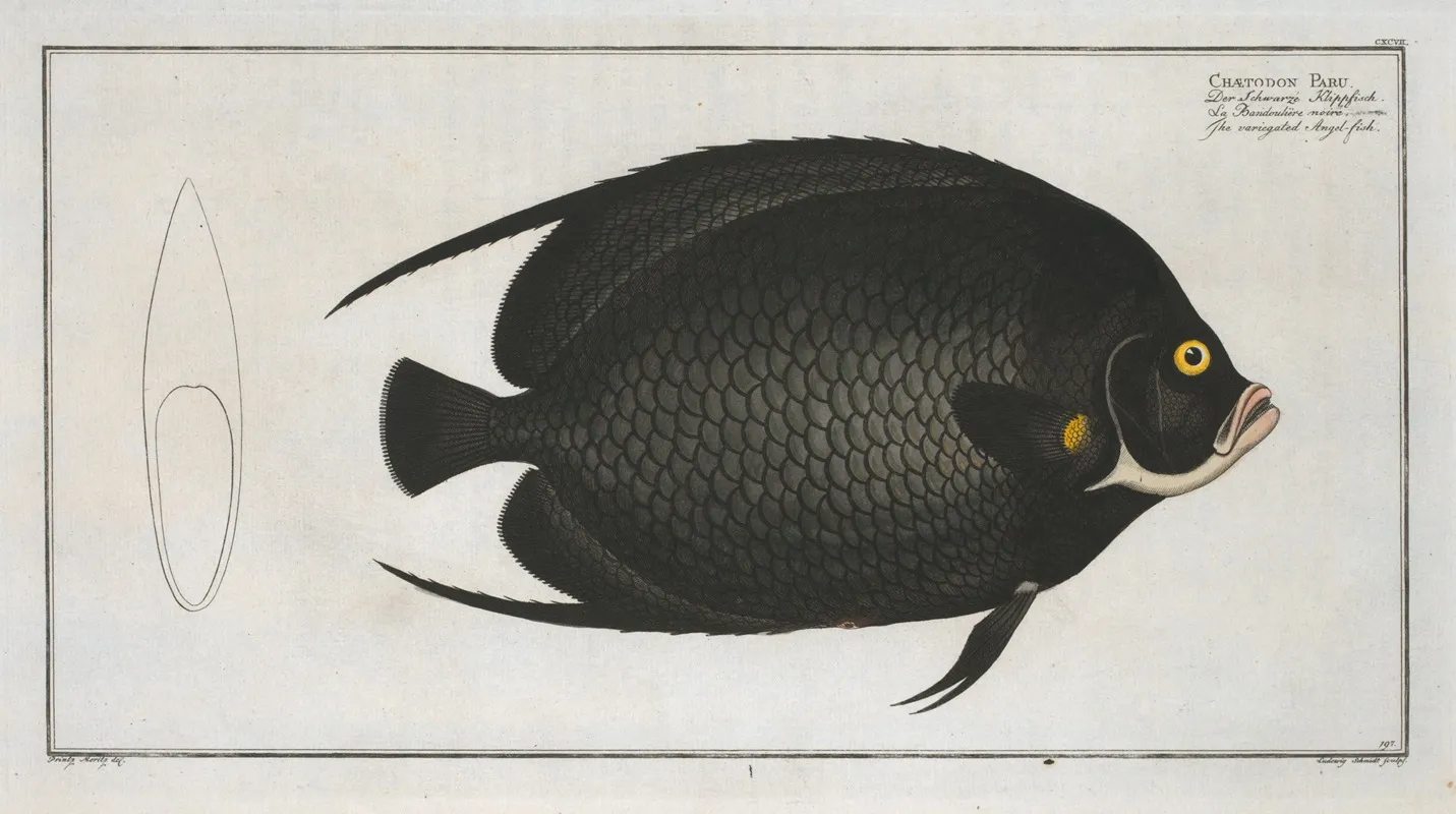 Chaetodon Paru The Variegated Angel Fish Wall Art by Marcus Elieser Bloch - High-Resolution Digital Print