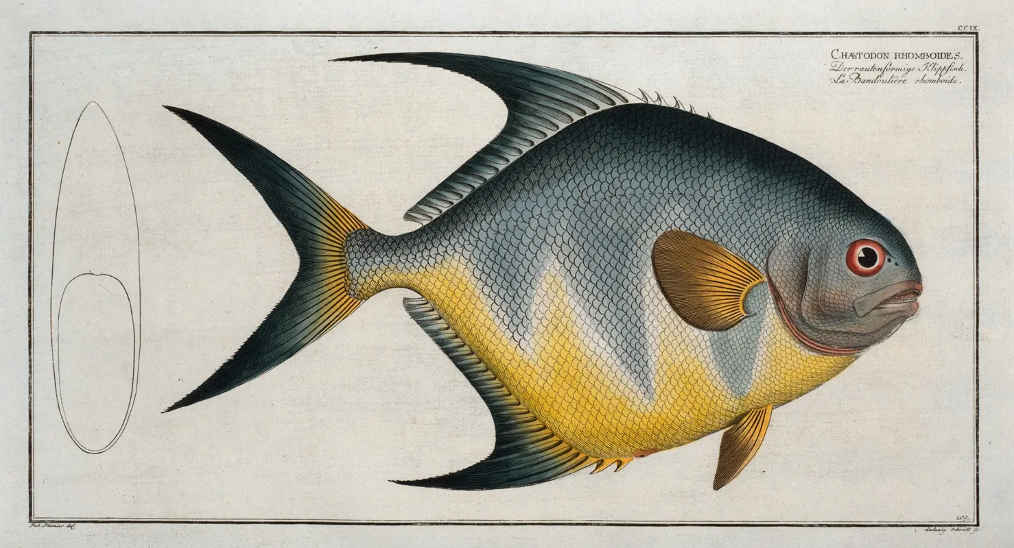 Chaetodon Rhomboides Wall Art by Marcus Elieser Bloch - High-Resolution Digital Print
