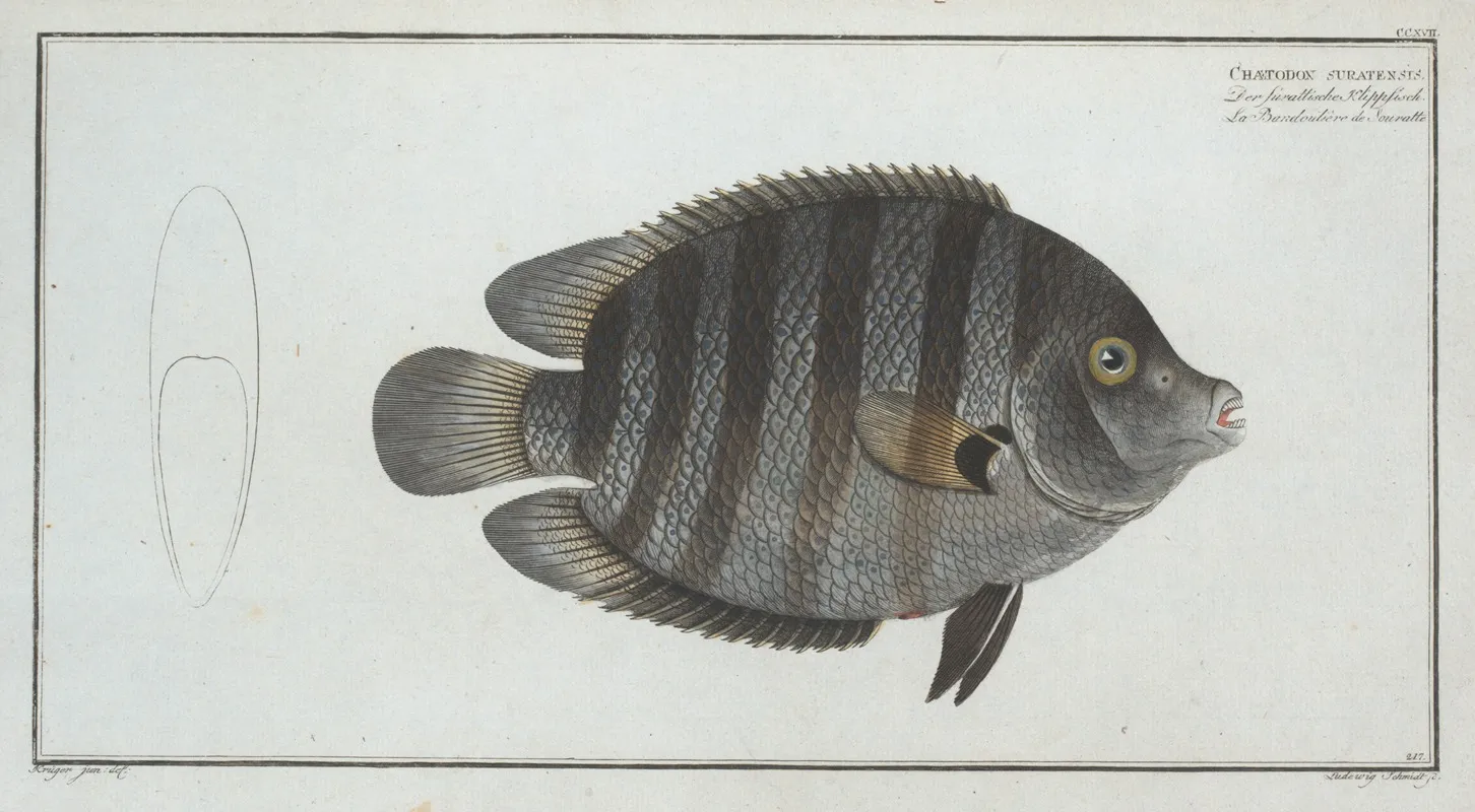 Chaetodon Suratensis Wall Art by Marcus Elieser Bloch - High-Resolution Digital Print