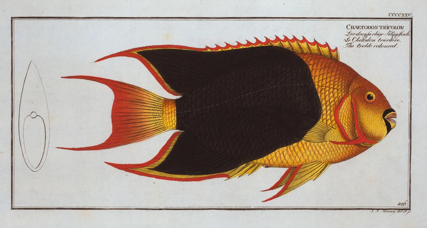 Chaetodon Tricolor The Treble Coloured Wall Art by Marcus Elieser Bloch - High-Resolution Digital Print