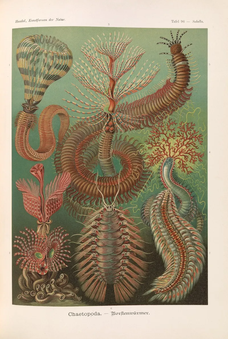 Chaetopoda Borstenwurmer Wall Art by Ernst Haeckel - High-Resolution Digital Print