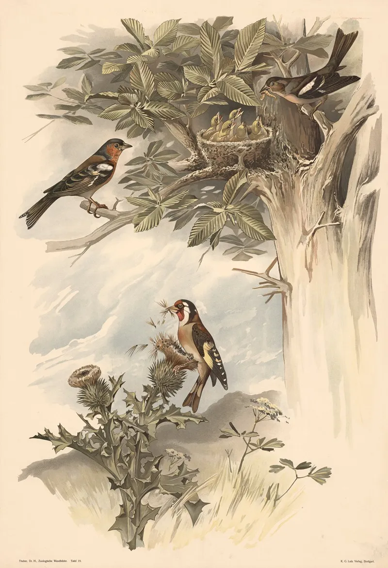 Chaffinch And Goldfinch Wall Art by Alfred Fiedler - High-Resolution Digital Print