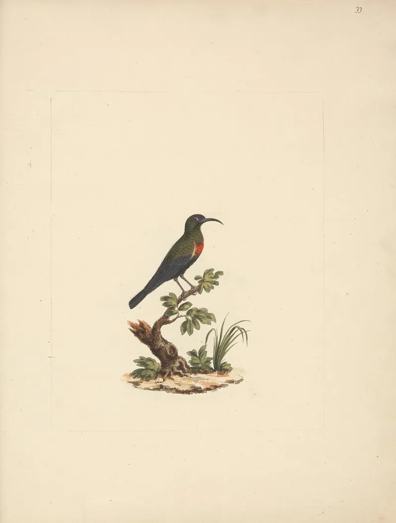 Chalcomitra Senegalensis Scarlet Chested Sunbird 2