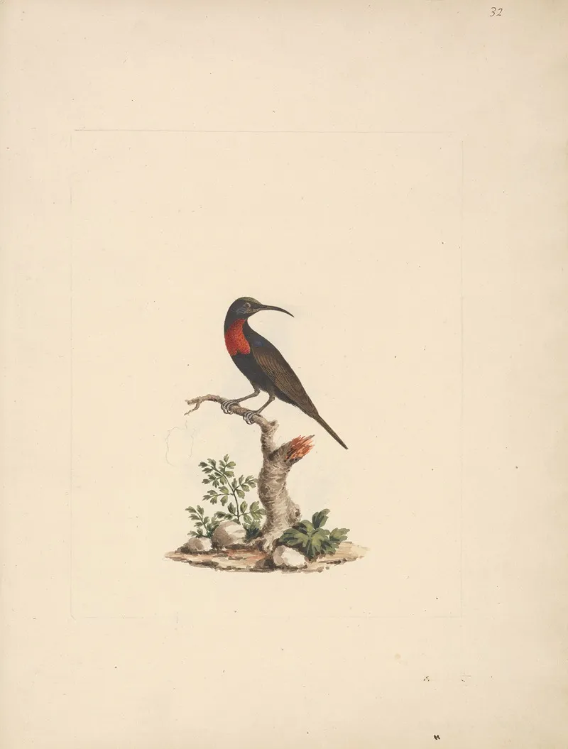 Chalcomitra Senegalensis Scarlet Chested Sunbird