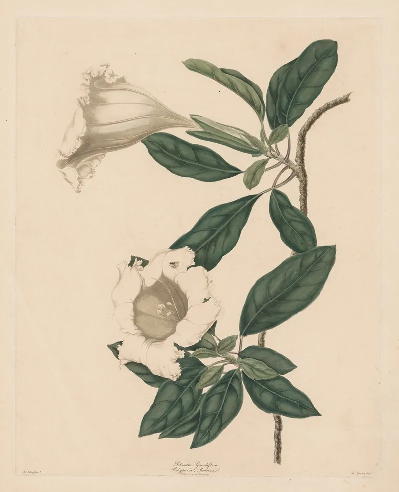 Chalice Vine Wall Art by Maria Katharina Prestel - High-Resolution Digital Print
