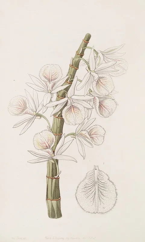 Chalk White Dendrobe Wall Art by Sydenham Edwards - High-Resolution Digital Print
