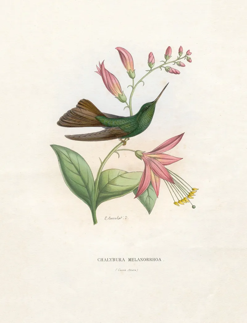 Chalybura Melanorrhoa Wall Art by Paul Eugène Mesplès - High-Resolution Digital Print