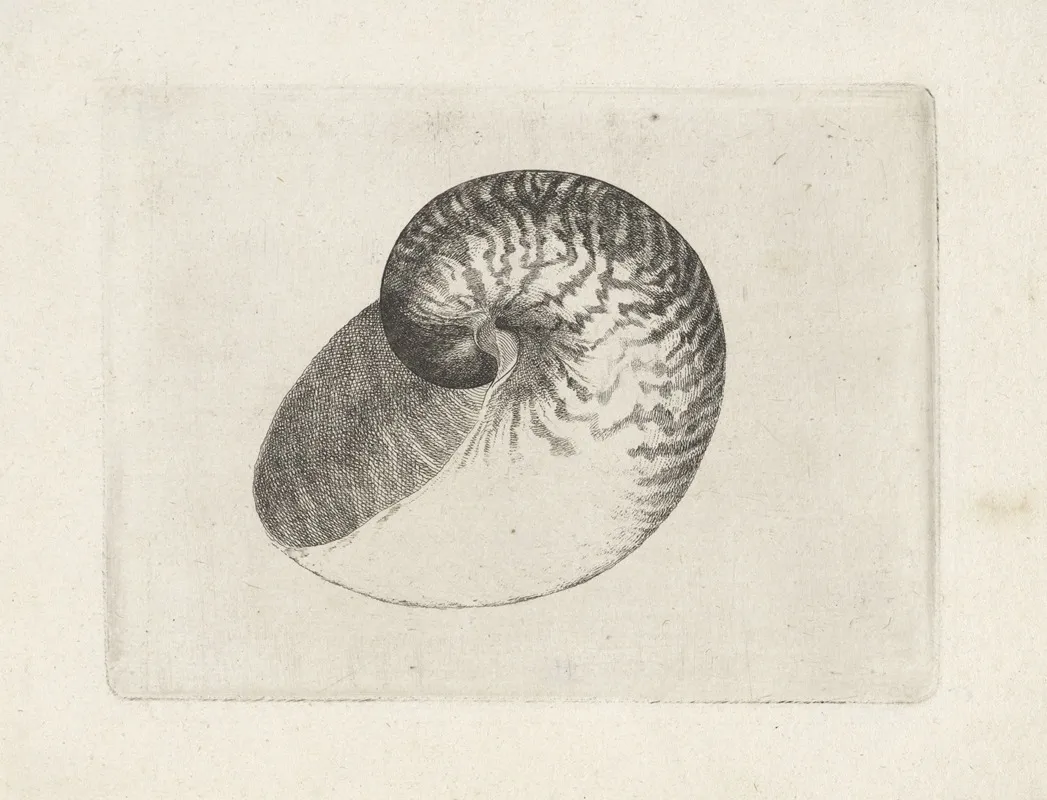 Chambered Nautilus Nautilus Pompilius