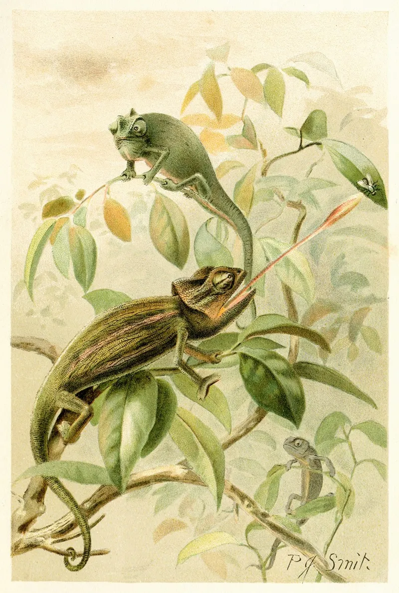 Chameleons Wall Art by Pierre Jacques Smit - High-Resolution Digital Print