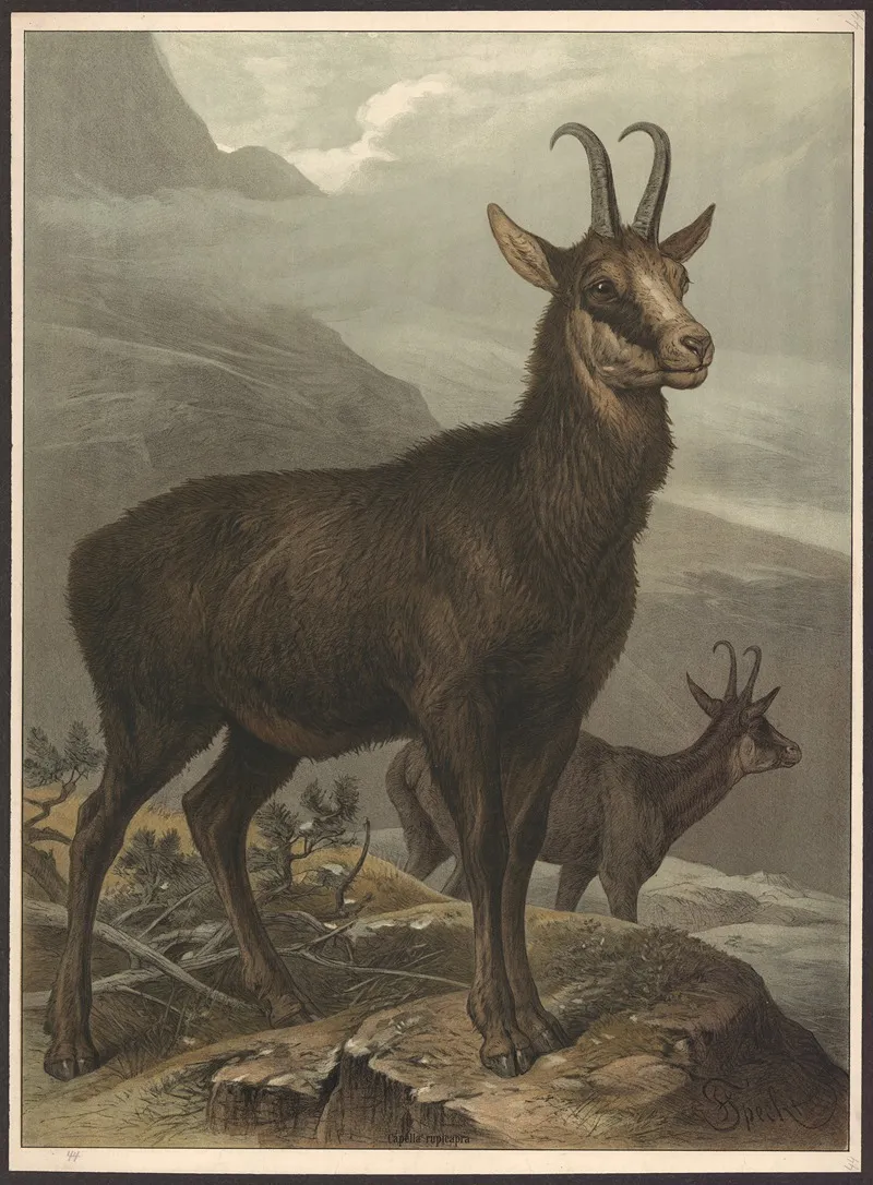 Chamois 3 Wall Art by Friedrich Specht - High-Resolution Digital Print