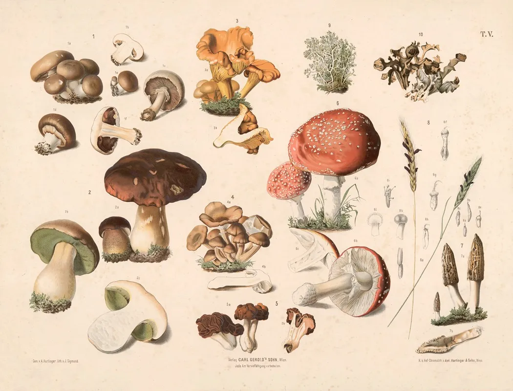 Champignon Og Andre Svampe Wall Art by Anton Hartinger - High-Resolution Digital Print