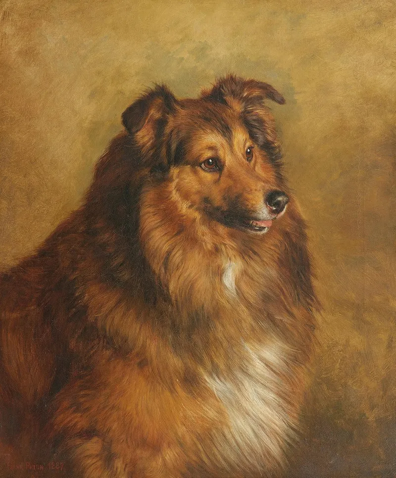Champion Eclipse A Sable And White Rough Collie Wall Art by Frank Paton - High-Resolution Digital Print