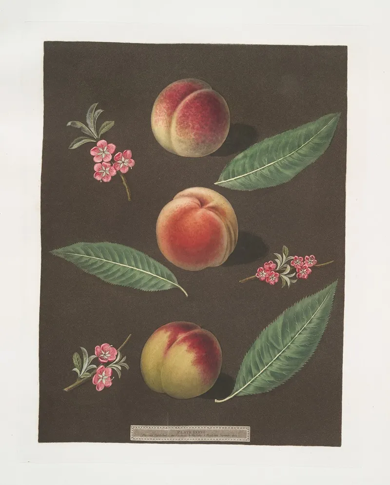 Chancellor Catherine And The Old Newington Peaches Wall Art by George Brookshaw - High-Resolution Digital Print