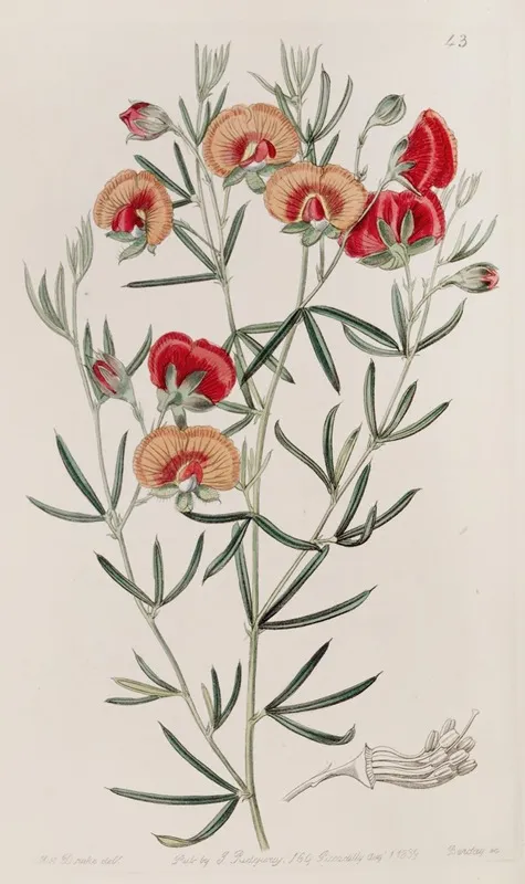 Changeable Gompholobium Wall Art by Sydenham Edwards - High-Resolution Digital Print