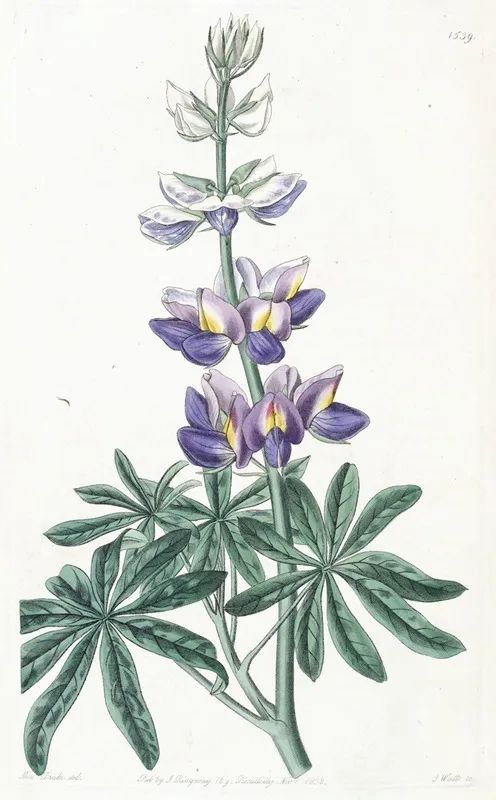 Changeable Lupine Wall Art by Sydenham Edwards - High-Resolution Digital Print