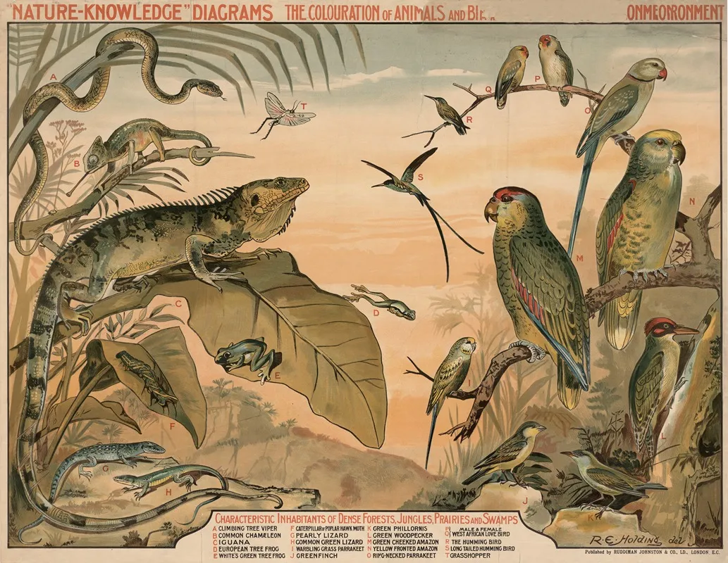Characteristic Inhabitants Of Dense Forests Jungles Prairies And Swamps Wall Art by R.E. Holding - High-Resolution Digital Print