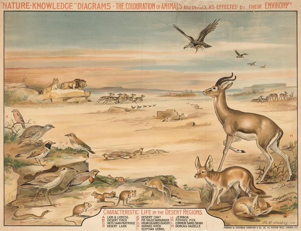Characteristic Life In The Desert Region Wall Art by R.E. Holding - High-Resolution Digital Print