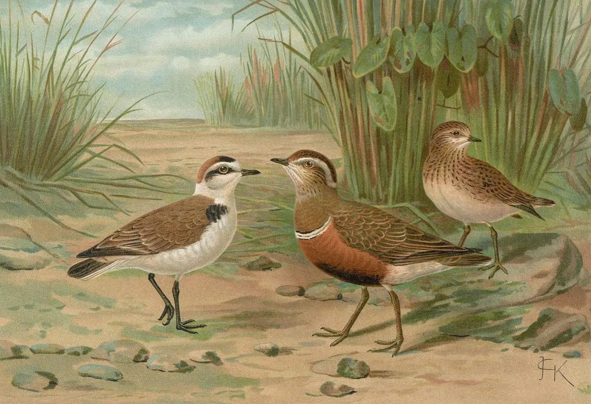 Charadrius Alexandrinus Charadrius Morinellus Wall Art by Johann Friedrich Naumann - High-Resolution Digital Print
