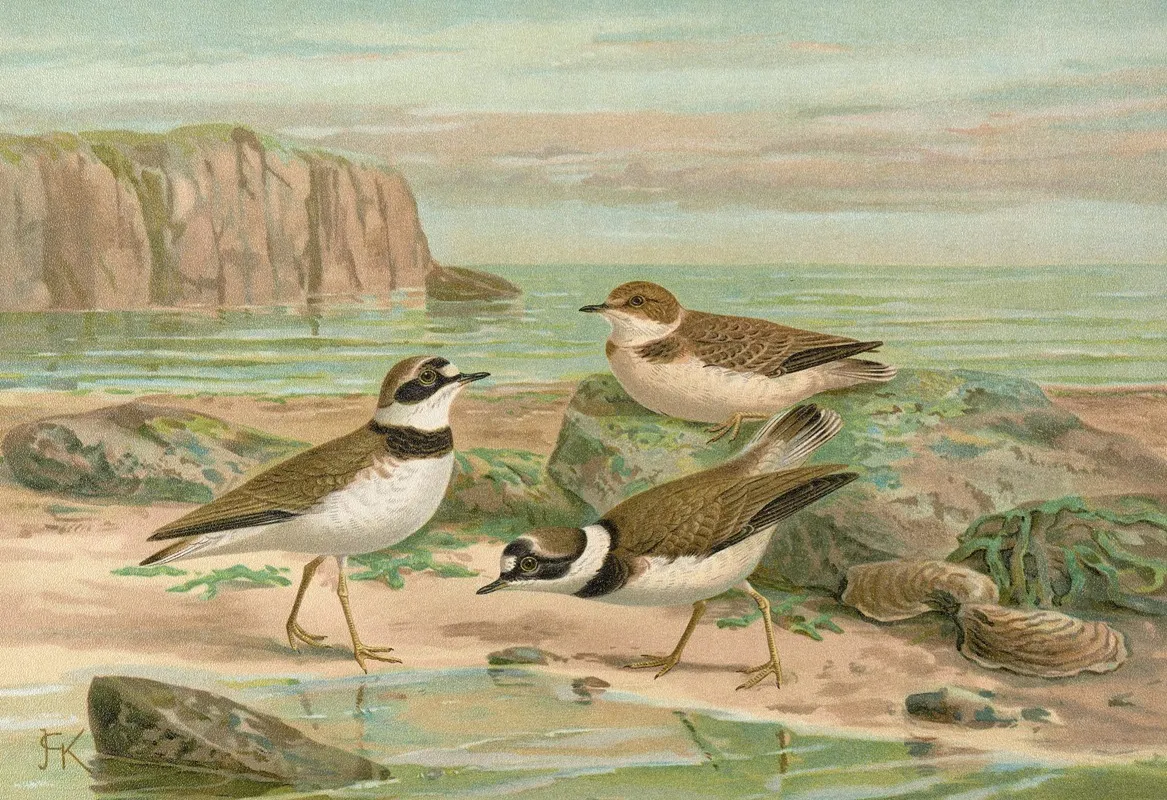 Charadrius Dubius Scop Wall Art by Johann Friedrich Naumann - High-Resolution Digital Print