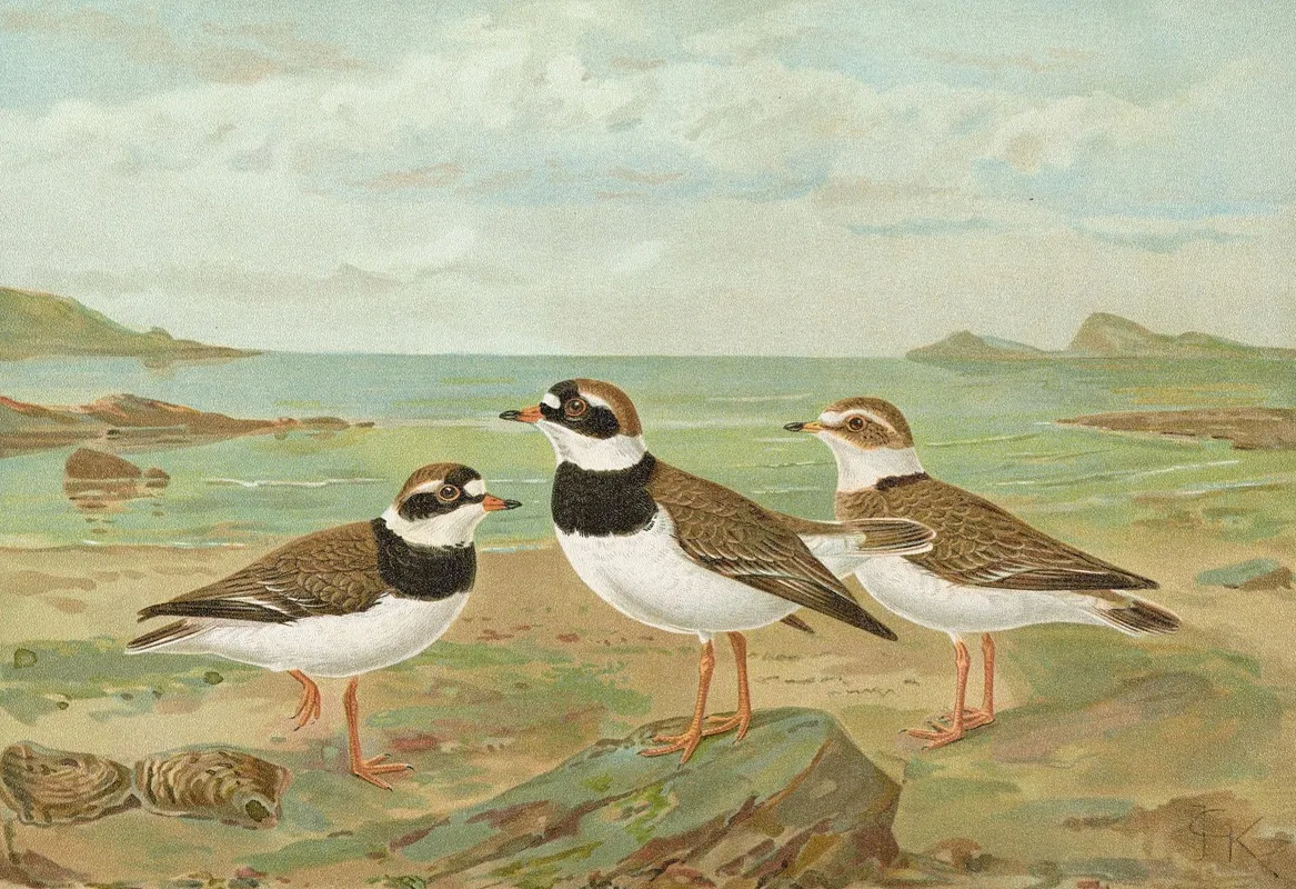 Charadrius Hiaticula Wall Art by Johann Friedrich Naumann - High-Resolution Digital Print