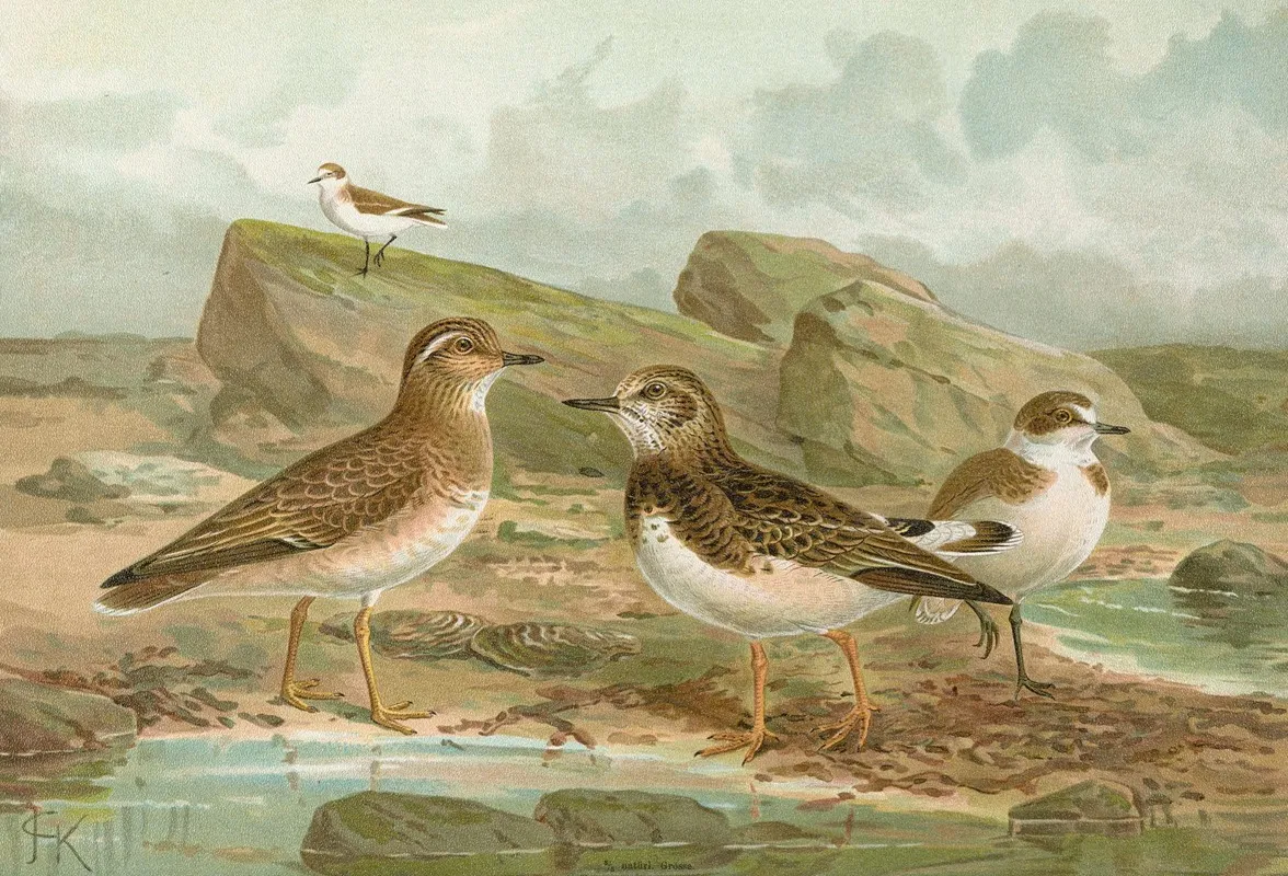 Charadrius Morinellus Arenaria Interpres Charadrius Alexandrinus Wall Art by Johann Friedrich Naumann - High-Resolution Digital Print