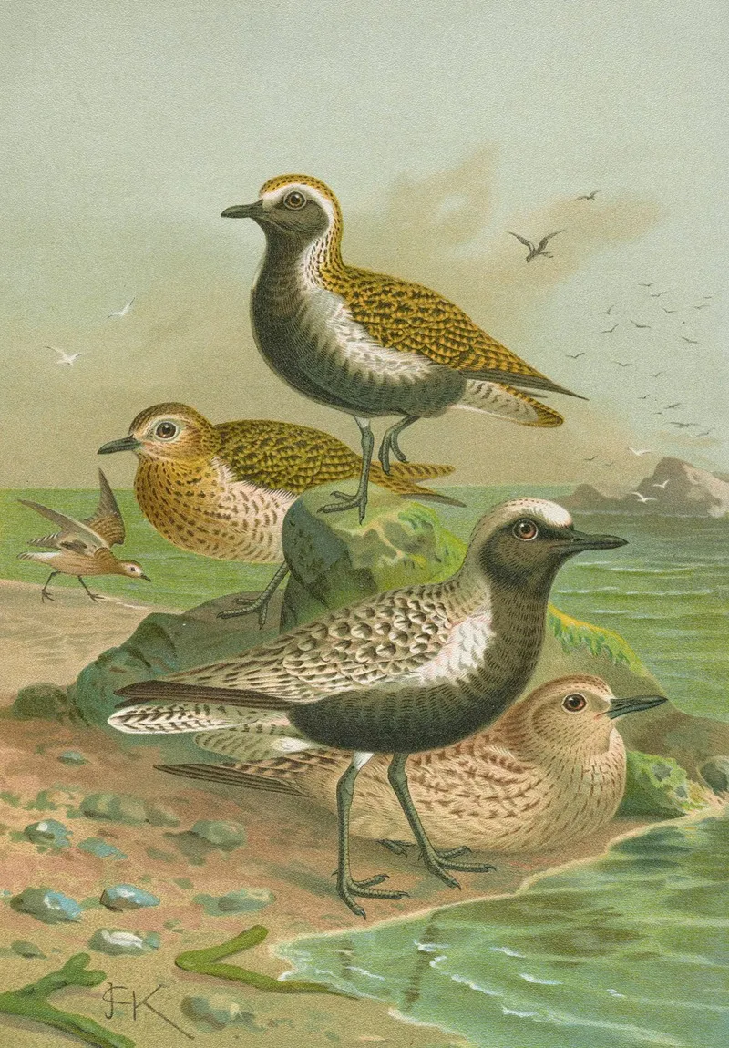 Charadrius Pluvialis Charadrius Squatarola Wall Art by Johann Friedrich Naumann - High-Resolution Digital Print