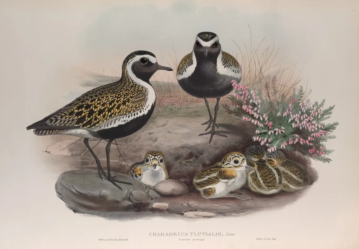 Charadrius Pluvialis Summer Plumage Golden Plover Summer Plumage Wall Art by John Gould - High-Resolution Digital Print