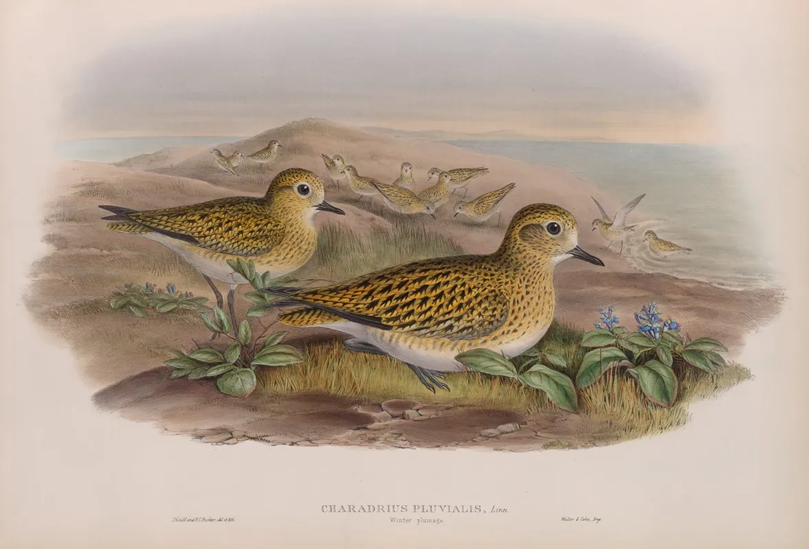 Charadrius Pluvialis Winter Plumahe Golden Plover Winter Plumage Wall Art by John Gould - High-Resolution Digital Print