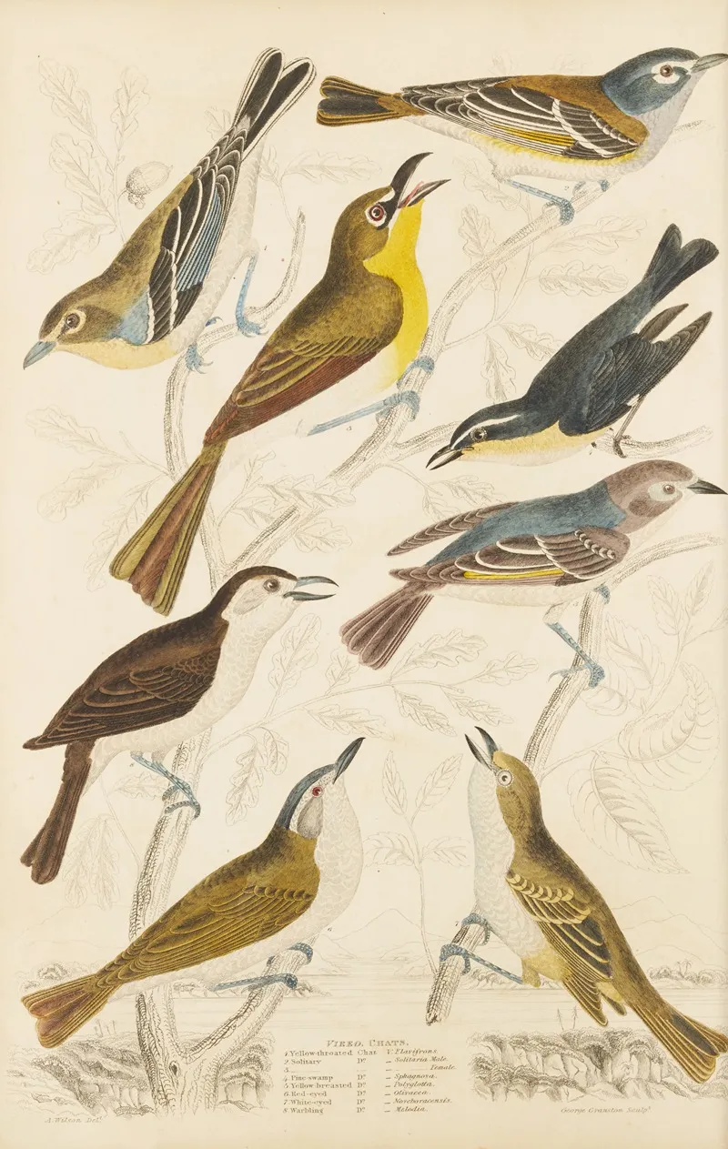 Chats 2 Wall Art by William MacGillivray - High-Resolution Digital Print