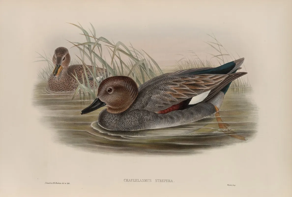 Chaulelasmus Strepera Gadwall Wall Art by John Gould - High-Resolution Digital Print