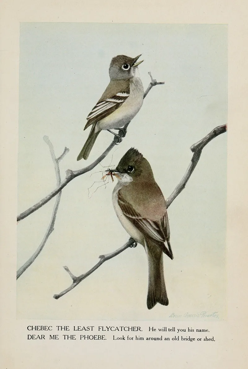 Chebec The Least Flycatcher Dear Me The Phoebe Wall Art by Louis Agassiz Fuertes - High-Resolution Digital Print