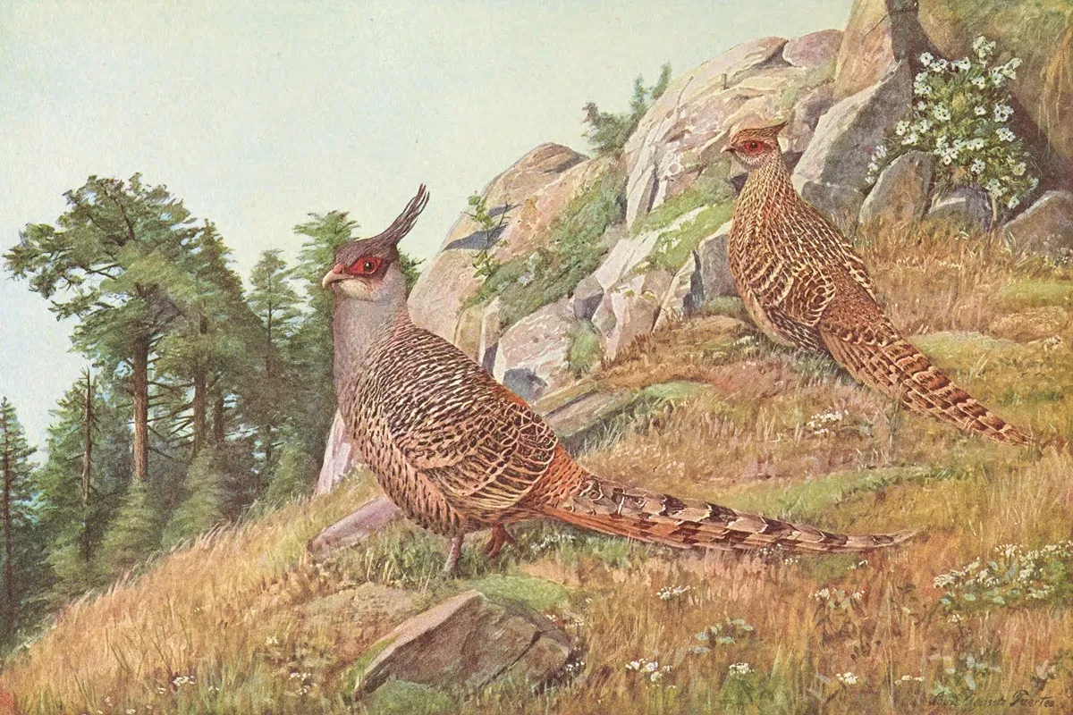 Cheer Pheasant Wall Art by Louis Agassiz Fuertes - High-Resolution Digital Print