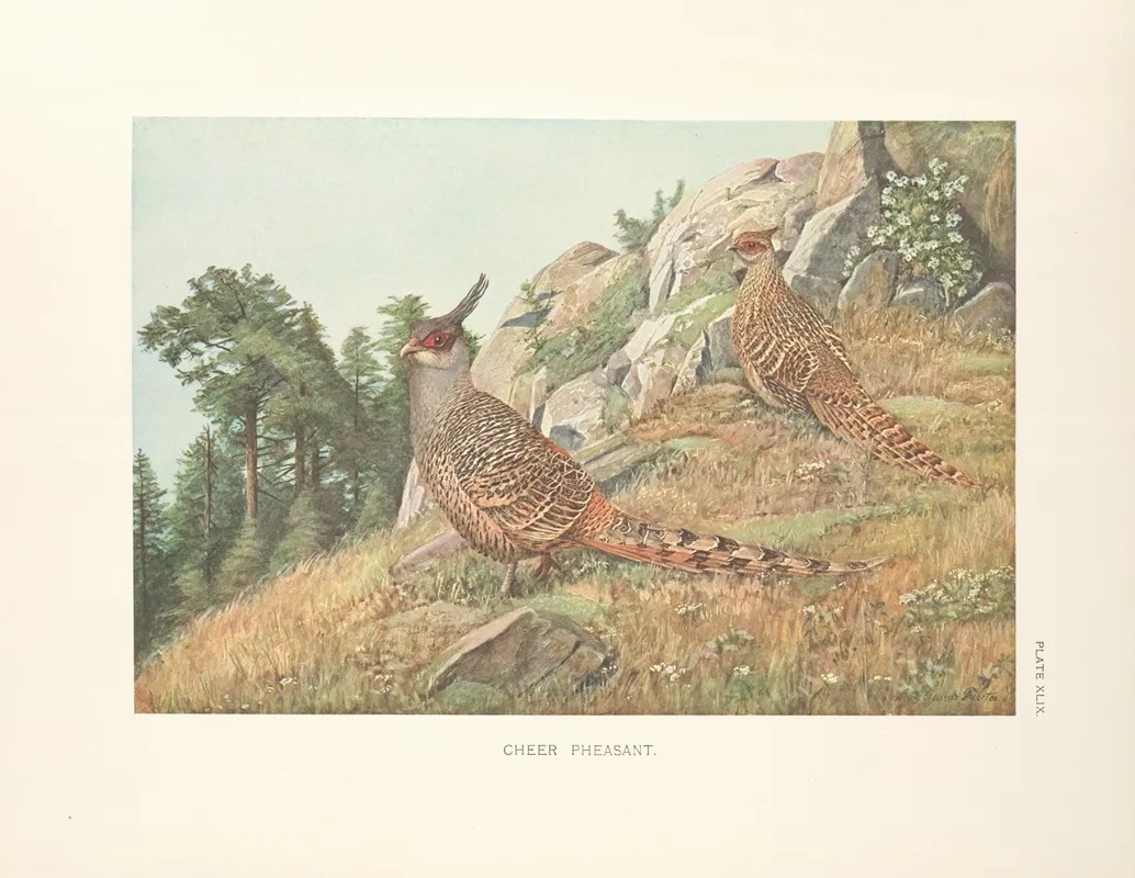 Cheer Pheasants Catreus Wallichii Wall Art by Louis Agassiz Fuertes - High-Resolution Digital Print