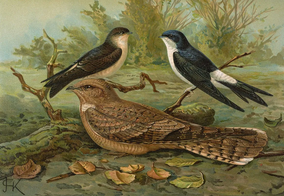 Chelidonaria Urbica Caprimulgus Aegyptius Lichtenstein Wall Art by Johann Friedrich Naumann - High-Resolution Digital Print
