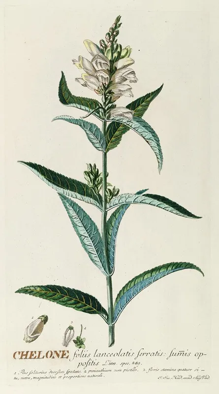 Chelone Wall Art by Georg Dionysius Ehret - High-Resolution Digital Print