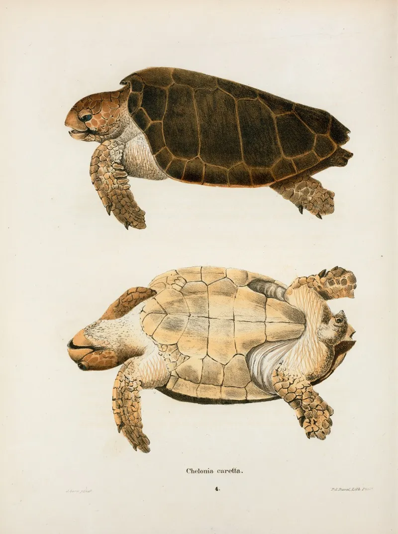 Chelonia Caretta Wall Art by John Edwards Holbrook - High-Resolution Digital Print