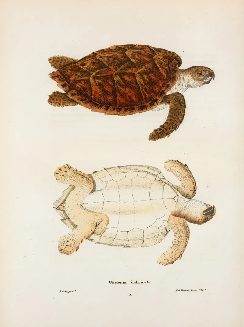 Chelonia Imbricata Wall Art by John Edwards Holbrook - High-Resolution Digital Print